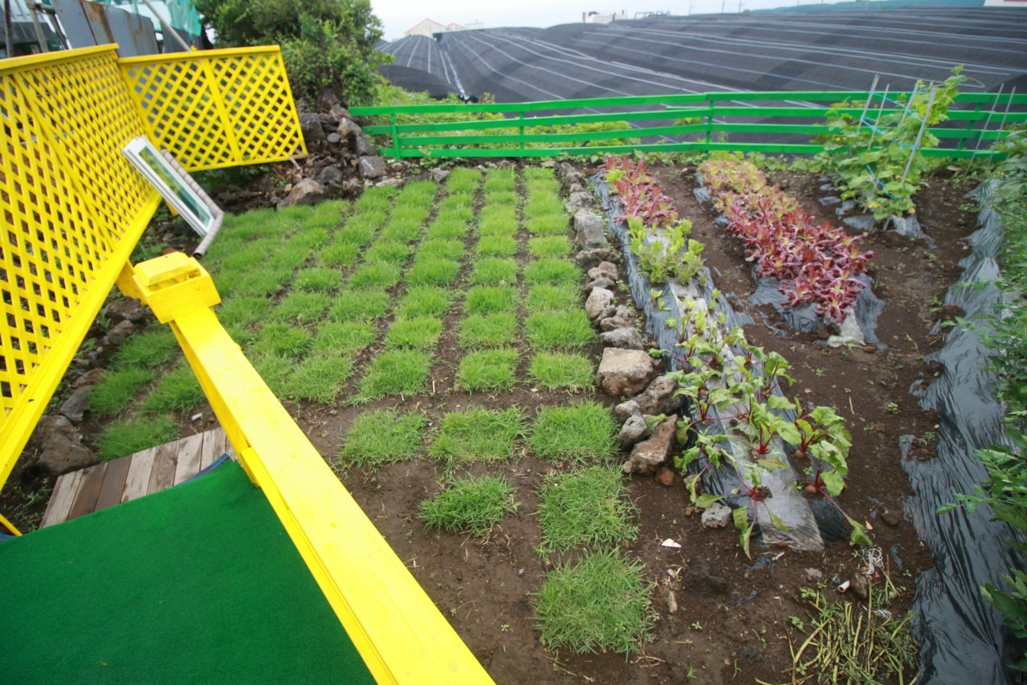 Jeju Sunflower Pension Согвіпо Екстер'єр фото